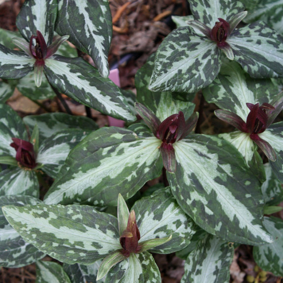 Trillium foetidissimum Baton Rouge collection