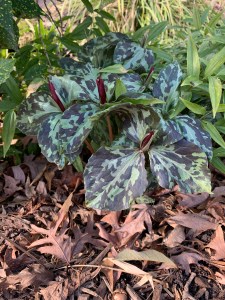Trillium maculatum