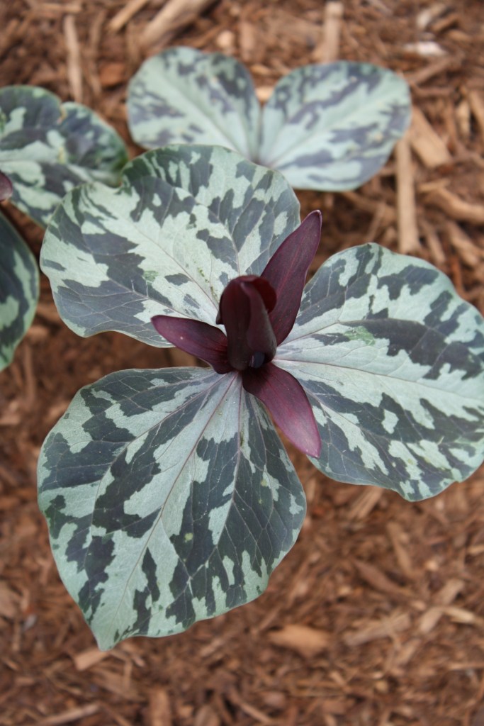 Trillium maculatum