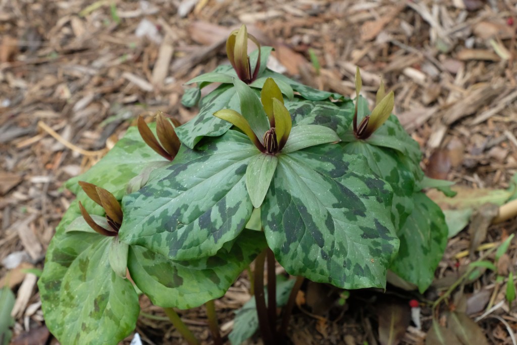 New trillium species
