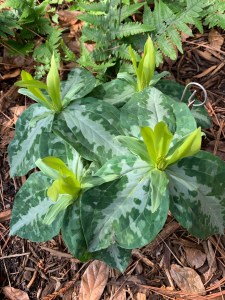 Trillium underwoodii 'Emerald Tiara'