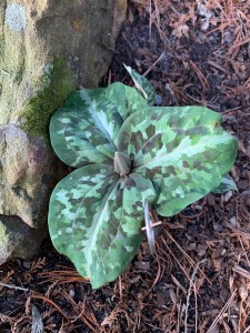 Trillium underwoodii 'Sectoral Squeeze'