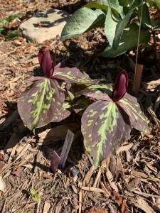 Trillium x freatum