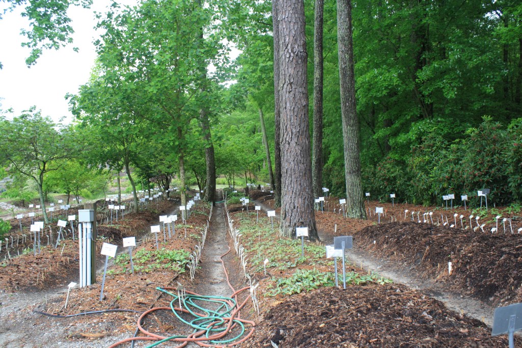 Trillum propagation and trials beds
