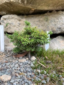 Tsuga canadensis 'Little Joe'