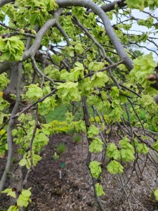 Ulmus glabra 'Camperdownii'