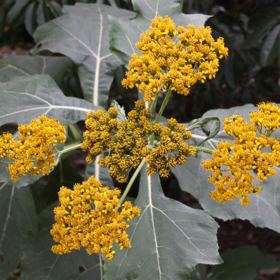 Verbesina olsenii in bloom
