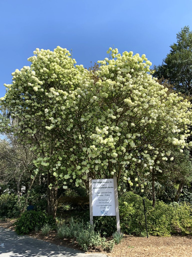 Viburnum macrocephalum