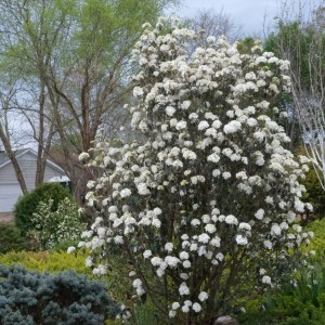 Viburnum 'Nantucket'