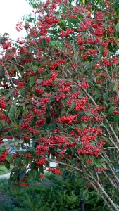 Viburnum settigerum in fruit