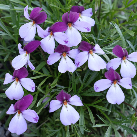 Viola pedata in bloom