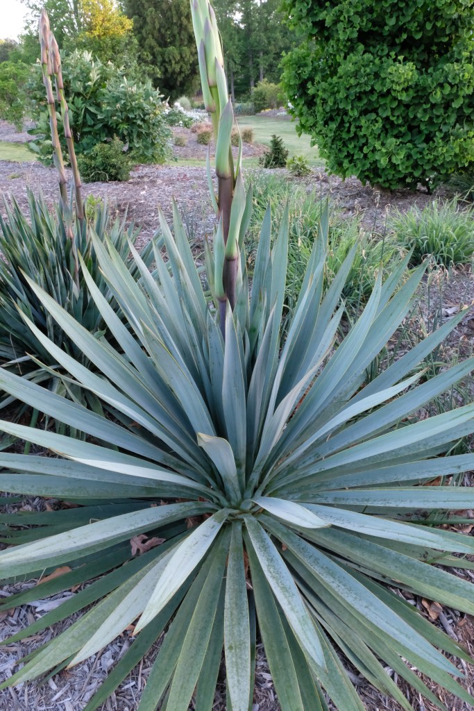 Yucca 'Silver-Anniversary'