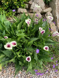 Zantedeschia 'Picasso'