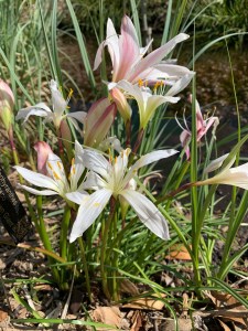 Zephyranthes atamasco 'Georgetown Giant'