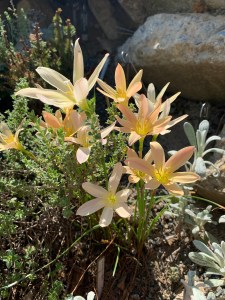 Zephyranthes 'San Antone'