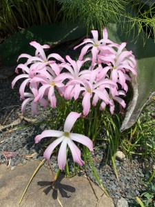Zephyranthes 'Star Spangled'