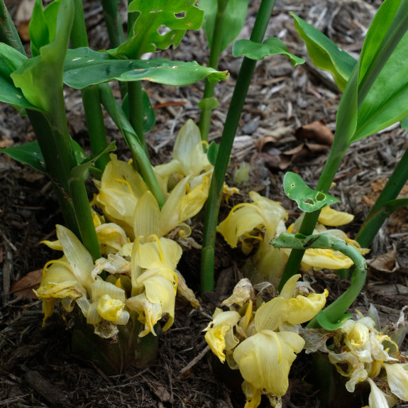 Myoga ginger